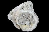 Fossil Brontotherium (Titanothere) Vertebrae - South Dakota #73233-1